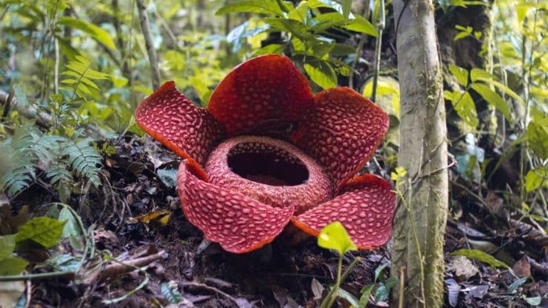 Bunga Rafflesia Arnoldii