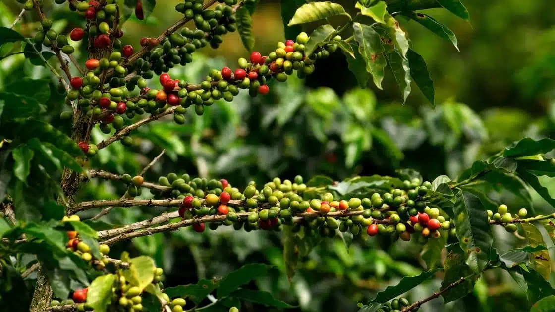 Coffee Plant Care & Growing Guide