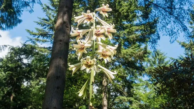 Giant Himalayan Lily