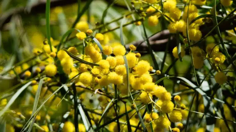 Golden Wattle