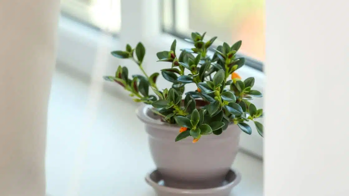 Goldfish Plant: Care & Growing Guide