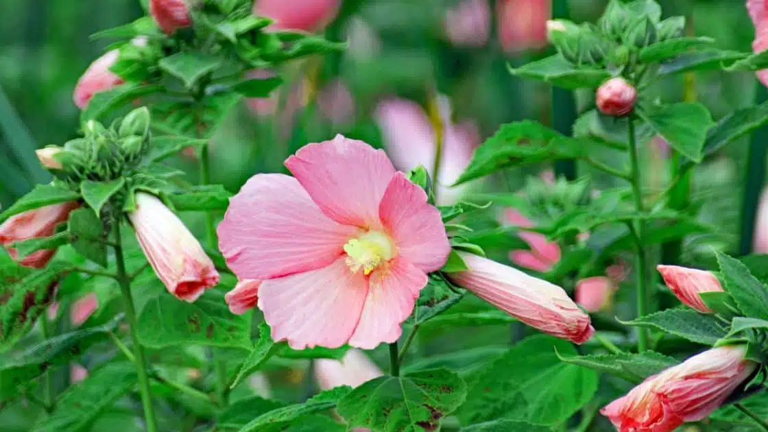How to Grow and Care for Marsh Mallow Plant
