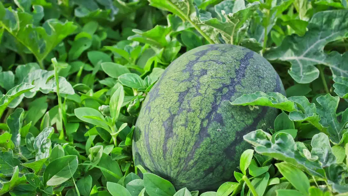 How to Plant and Grow Watermelon