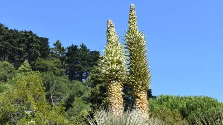 Queen of the Andes flower