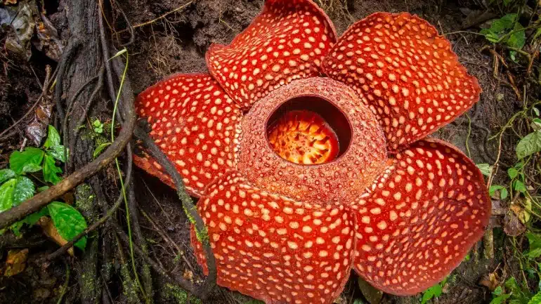 Rafflesia Arnoldii