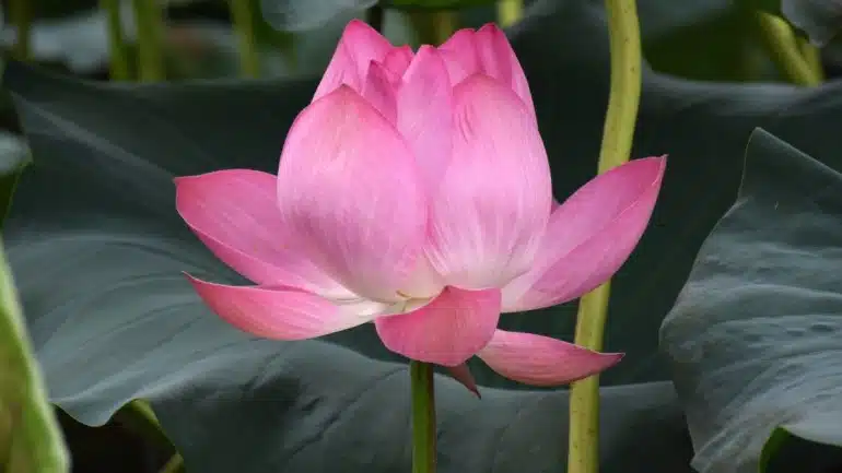 Sacred Lotus