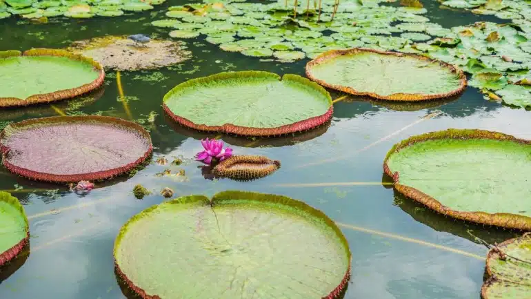 Victoria Amazonica