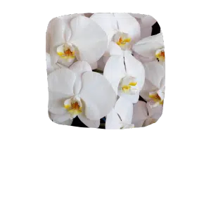 orchids white