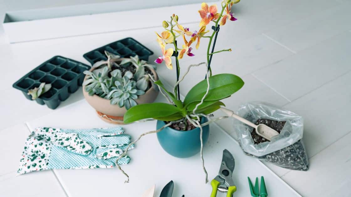 repotting orchids