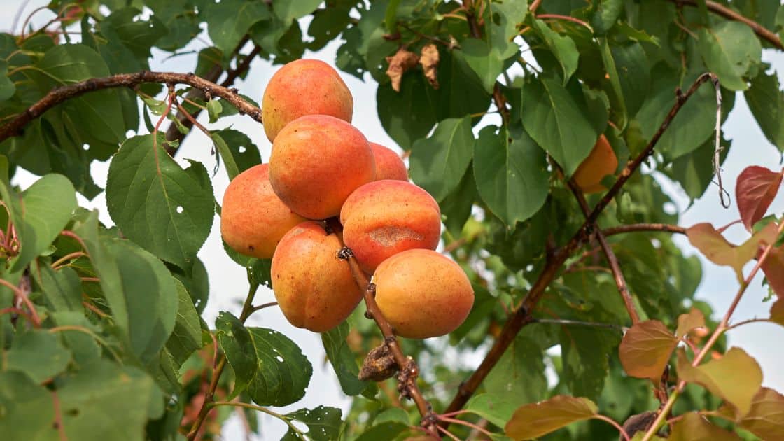 Buah Aprikot atau Prunus Armeniaca
