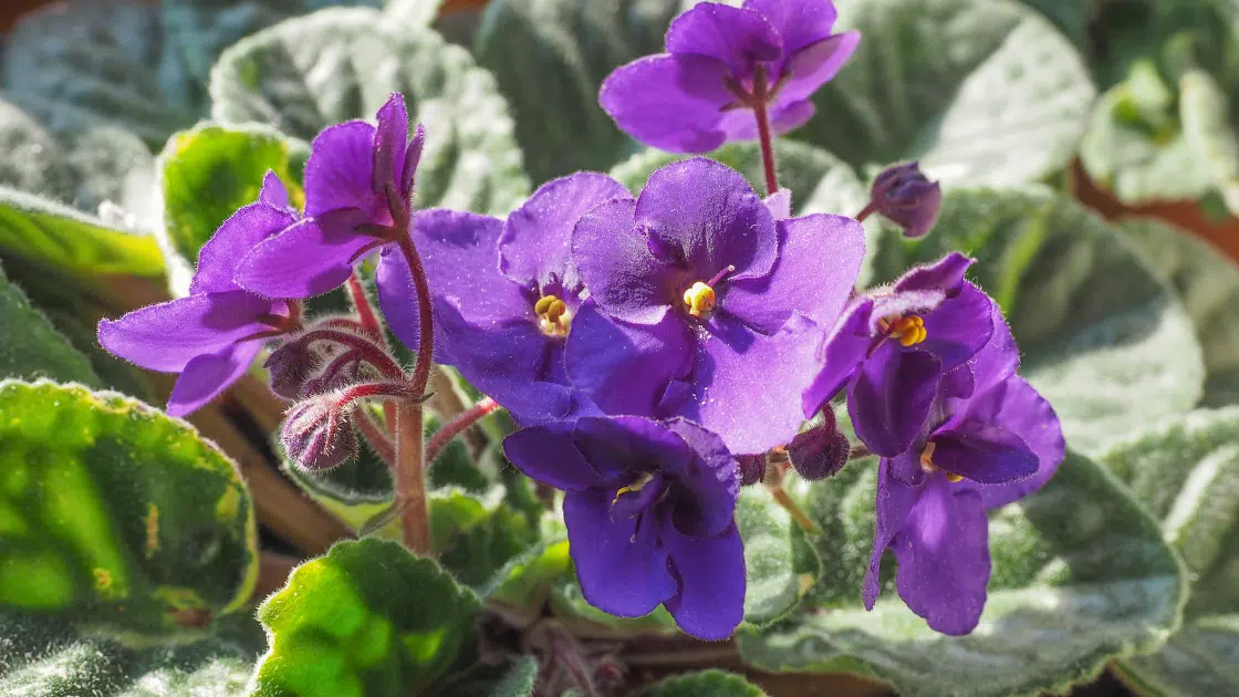 Keindahan Bunga Violet