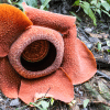 Mengenal Bunga Rafflesia