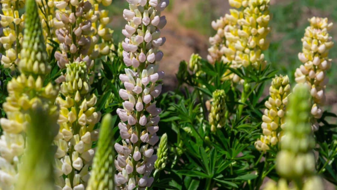 Mengenal White lupin atau Lupinus albus