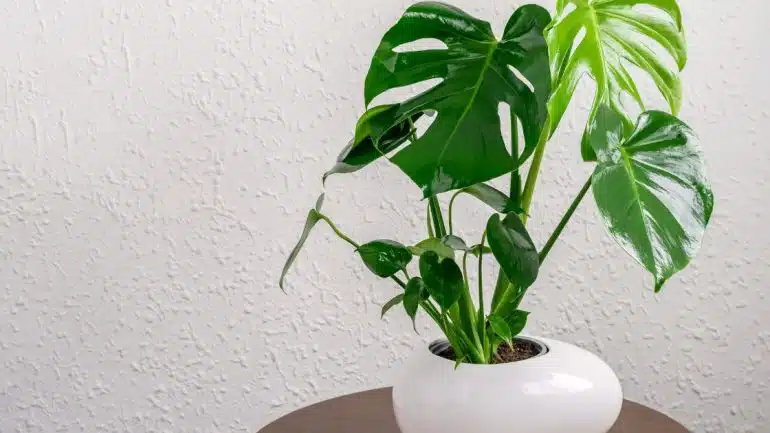 Monstera Deliciosa 