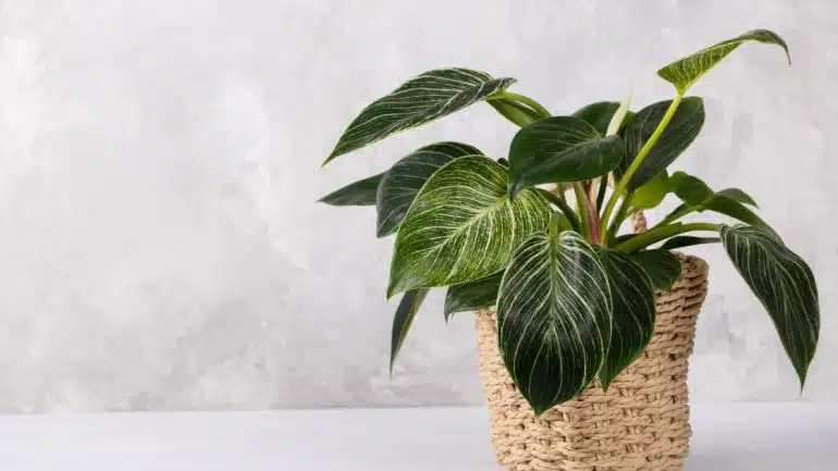 Philodendron Birkin 