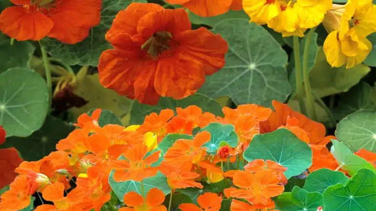 Tropaeolum majus