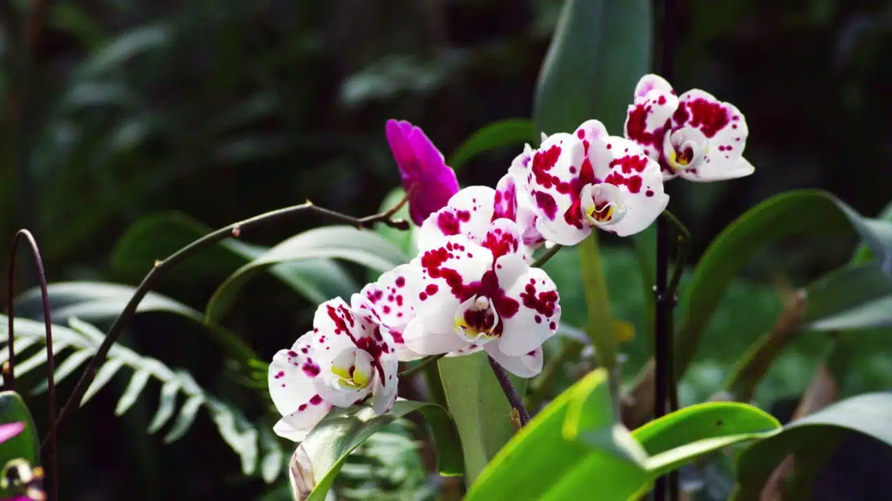 bunga Phalaenopsis jakarta