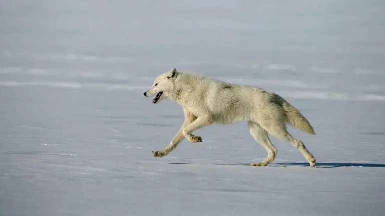 Serigala Artik