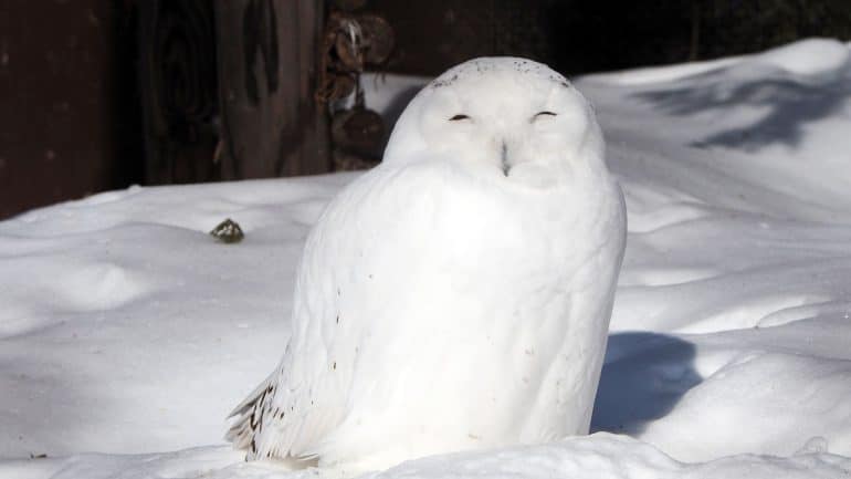 Snowy Owl