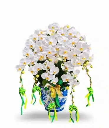 Hampers Lebaran – Anggrek bulan 8 Pohon Warna Putih