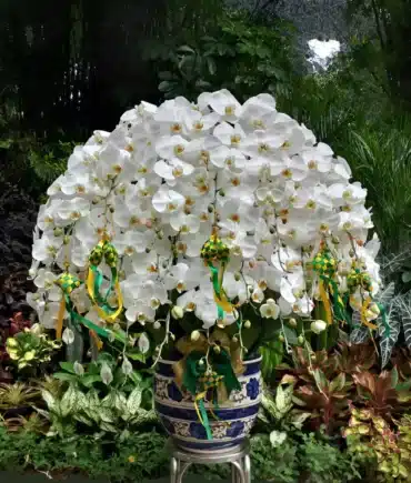 anggrek bulan
