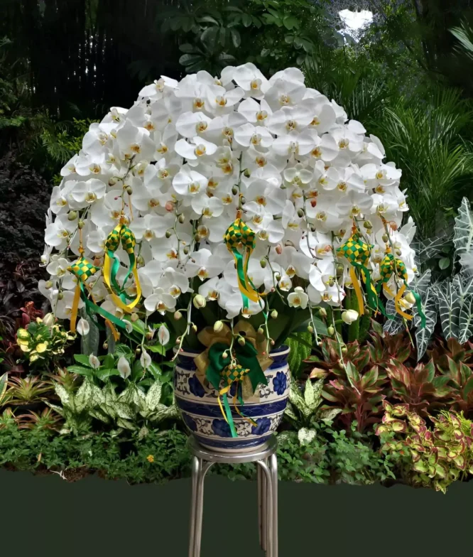 bunga anggrek