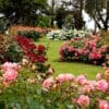 Bunga Hias Populer untuk Taman Minimalis