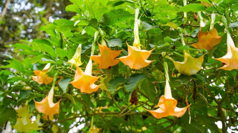 Angel's Trumpet