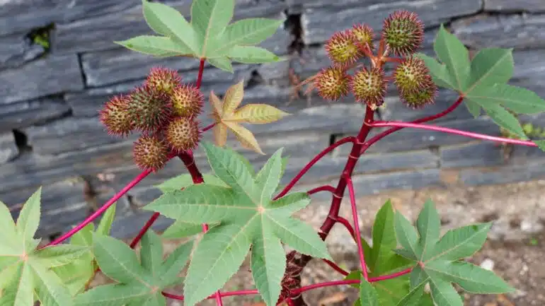 Castor Bean (Ricinus communis)