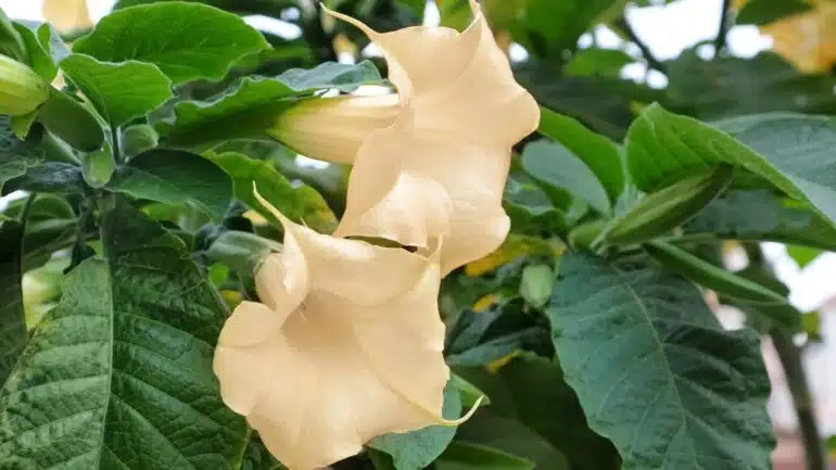 Datura (Jimsonweed)