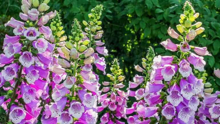 Foxglove