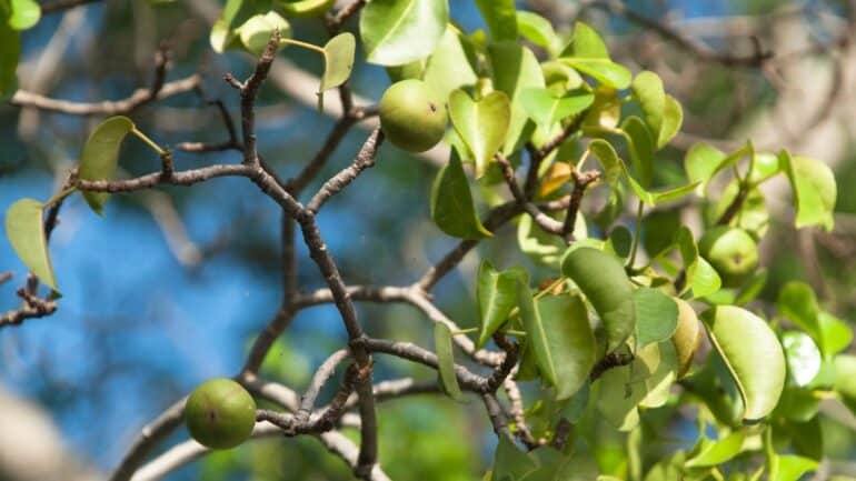 Manchineel