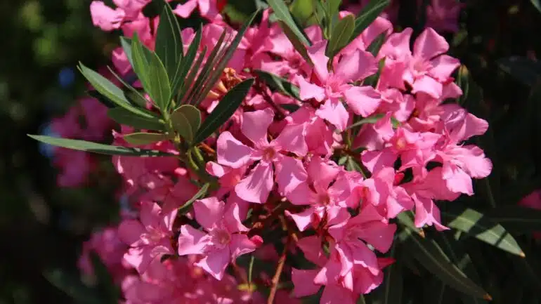 Oleander