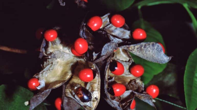 Rosary Pea