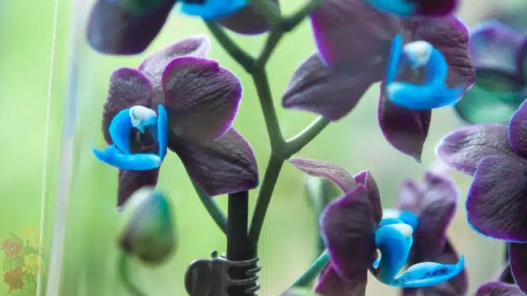 Anggrek Hitam (Black Orchid)