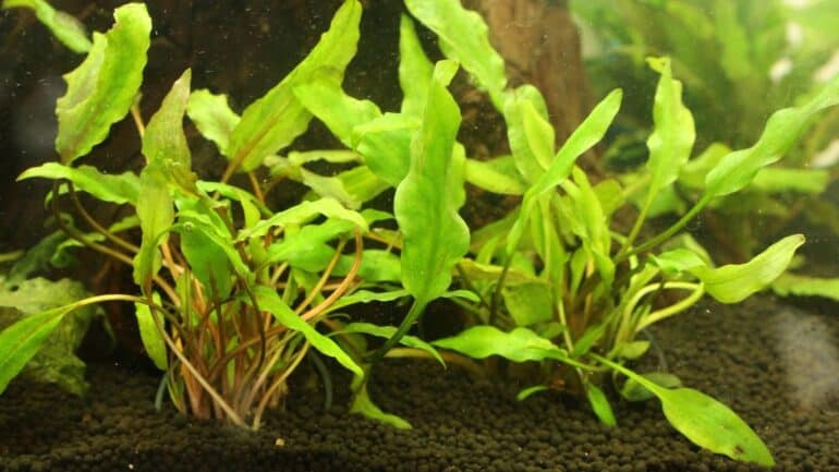 Bucephalandra