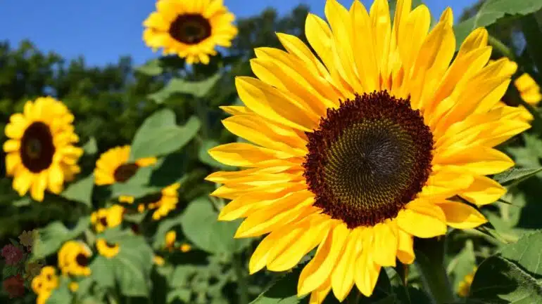 Bunga Matahari (Sunflower)