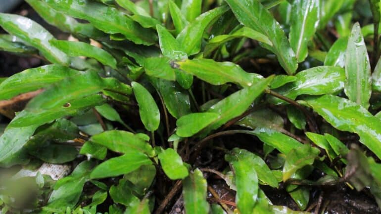 Cryptocoryne Wendtii