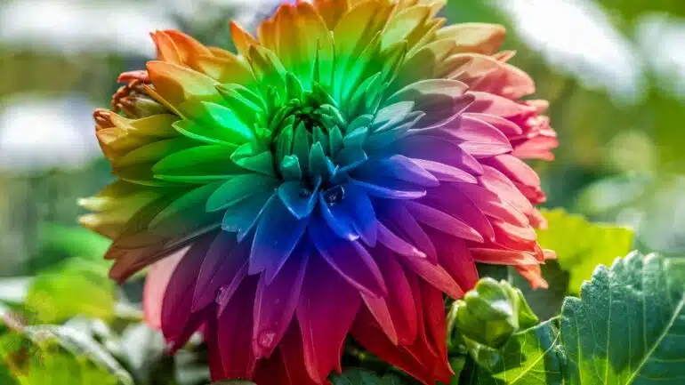 Dahlia Pelangi (Rainbow Dahlia)