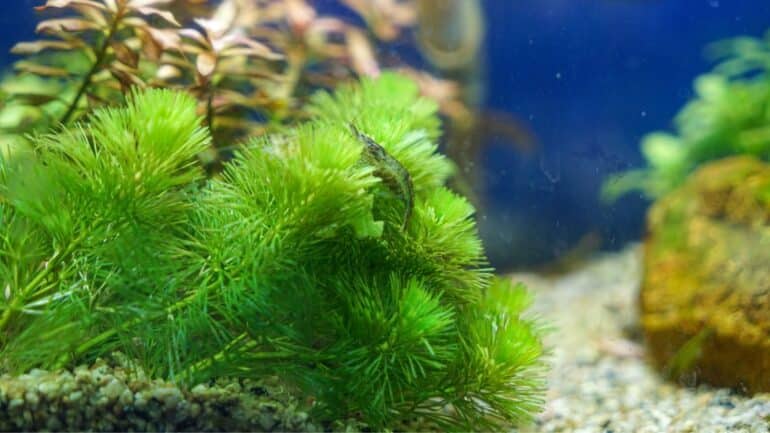 Hornwort