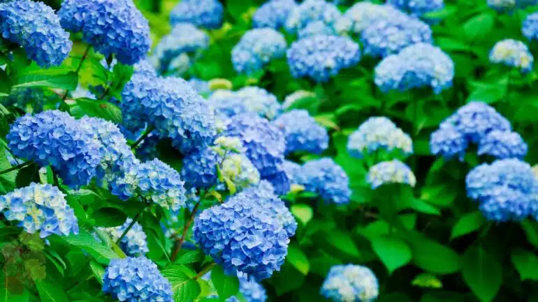 Hydrangea Biru (Blue Hydrangea)