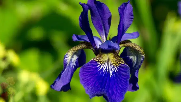Iris Ungu (Purple Iris)