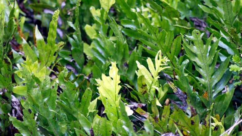 Java Fern