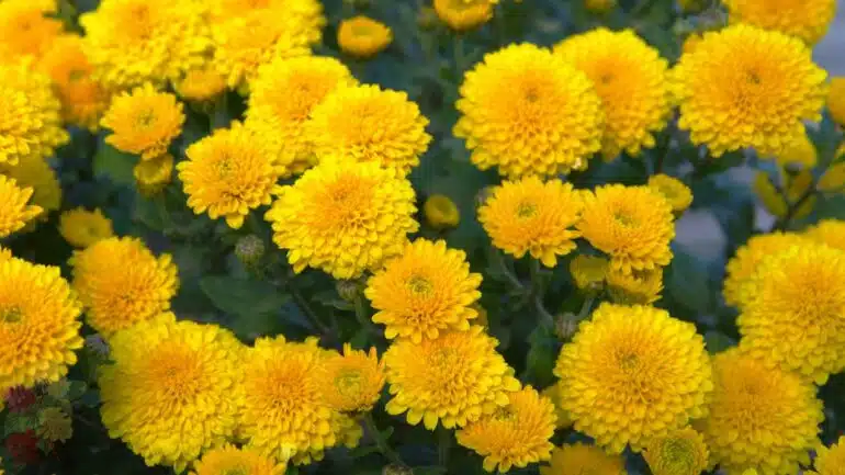 Krisan Kuning (Yellow Chrysanthemum)