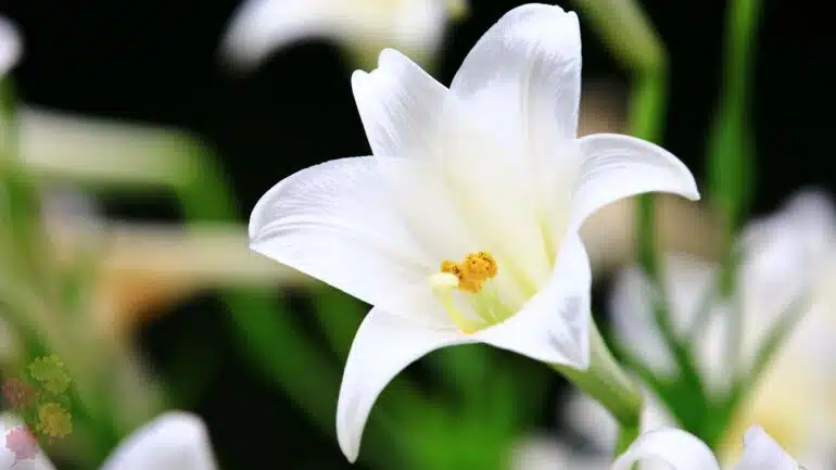Lili Putih (White Lily)