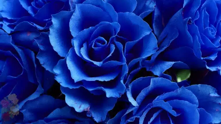 Mawar Biru (Blue Rose)