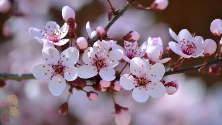 Sakura (Cherry Blossom)