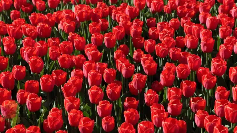 Tulip Merah (Red Tulip)