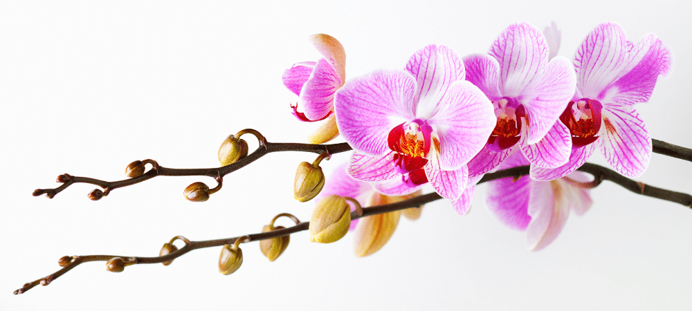 orchids