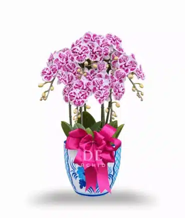 Anggrek bulan 6 pohon Warna Dalmation Pot Keramik